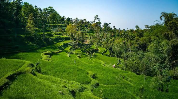 Asan Rinjani Homestay Tetebatu Buitenkant foto